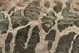 Polished Stromatolite (Inzeria) Slab - Million Years #243155-1